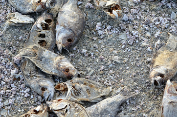 Dead Fish At A Lake