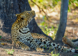 Browsing Leopard (Okavango Delta, Botswana)