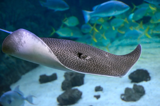 Leopard whipray Himantura leoparda. Marine life