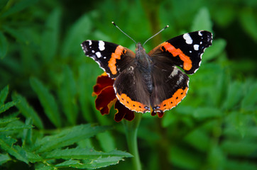 butterfly on a flower
