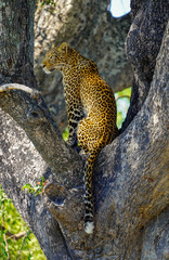 Leopard in the tree (Okavango Delta, Botswana)