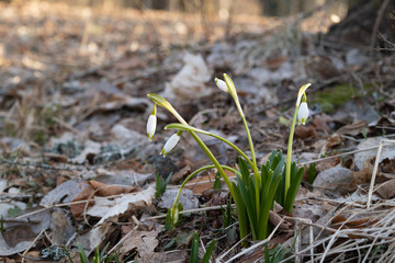 the first snowdrops in the forest in spring