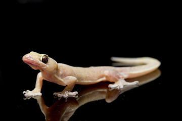Asian House lizard (hemidactylus) or common gecko isolated on black background