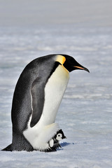 Emperor Penguin with chick
