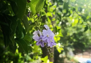 blue flowers in garden