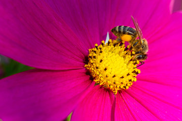 bee with rain drops on a pink flower,Indonesia, Agriculture, Animal, Animal Body Part, Animal Wildlife