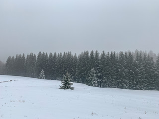 Winter forest in the fog, background