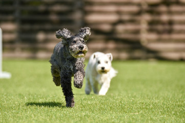 ミニチュアシュナウザー