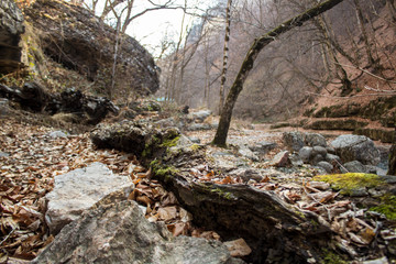 dry log covered with moss