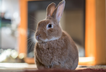 Beautiful Rufus rabbit poses indoors with warm back light