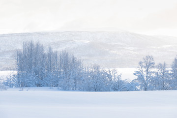 Amazing landscape After the first snow over the mountain, Colorado, USA. Winter wonderland. A beautiful panorama of a snow filled country road and trees iced like white frosting. Christmas time