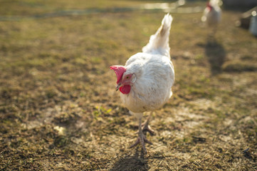 bird white chicken smoothes into the camera walks around the garden in the village
