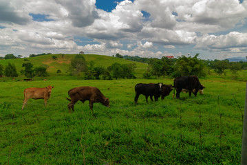 Green pasture and cows