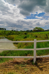 Fototapeta premium Green pasture and cows