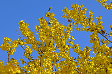 Fototapeta na wymiar spring bright flowering of trees and bushes