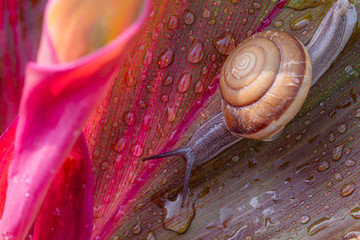 Snail : Polymita picta or Cuban snails one of most colorful and beautiful land snails in the wolrd...
