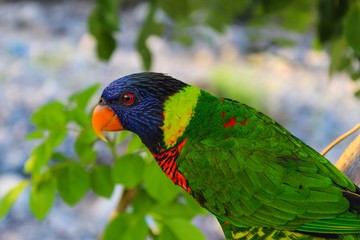 A parrot ( burung nuri ) is perched on a tree