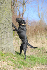 Junger schwarzer Labrador springt an einem Baum mit blauem Himmel