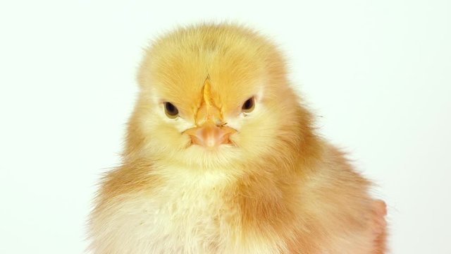 Close up of a Yellow fluffy chick against a white background