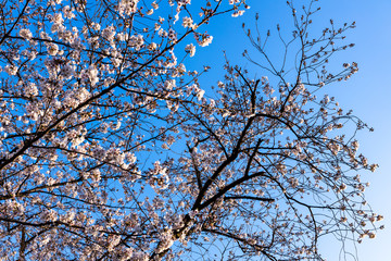 cherry blossoms in spring season
