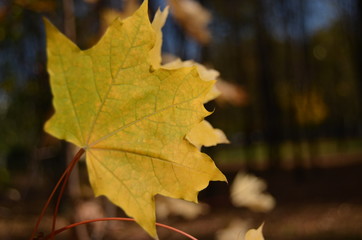 Naklejka na ściany i meble yellow maple leaf close-up against the background of trees