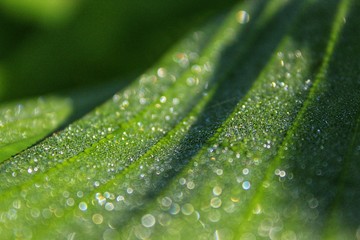 dew grain on the banana leaf on the morning 