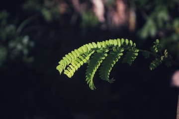 petai leaves on its stem