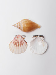  Sea shells on a white background