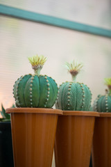 Astrophytum asterias cactus and flower in pot