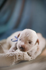 newborn golden retriever puppy. Tender photo of a pup. dog at home.