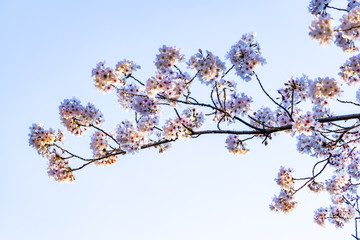 cherry blossoms in spring season