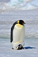 Emperor Penguin with chick © Silver