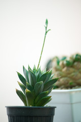 Haworthia sp. cactus in flower pot