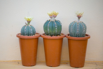 Astrophytum asterias cactus and flower in pot