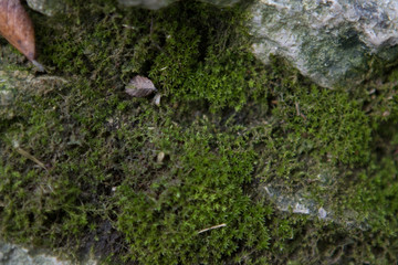 moss on stone/rock