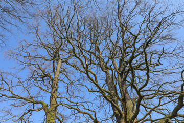 Großer alter Baum mit vielen Ästen vor blauem Himmel