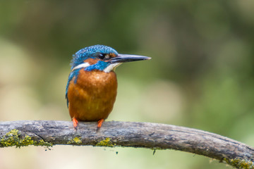 King fisher resting on a branch.