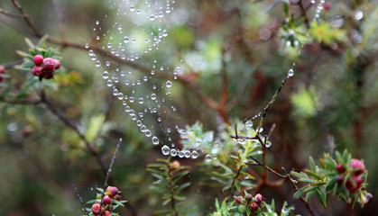 Heavy drops on spider web