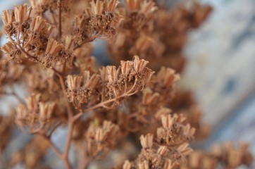 Dry beige plant, macro shot. Small dried flowers. Herbarium on a wooden background.