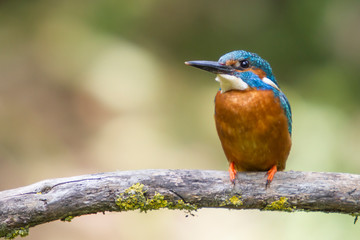 King fisher resting on a branch.