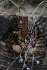 steel rod grown in wood