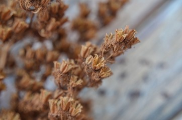 Dry beige plant, macro shot. Small dried flowers. Herbarium on a wooden background.