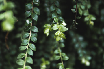 green leaves of a tree in jungle