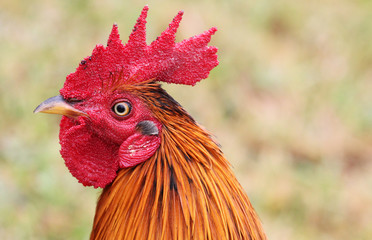 Wild hawaiian rooster in profile