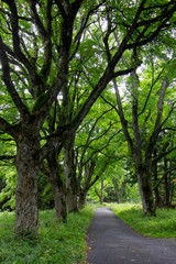 Naklejka premium Parkway in National Park Šumava. Czech Republic.