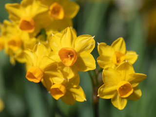 Bright and colorful spring flowers narcissus close up