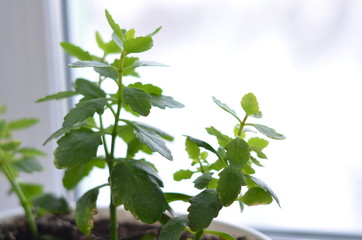 Green plant standing on the windowsill. The leaves of the plant are bright and juicy, light green in color. For the text.