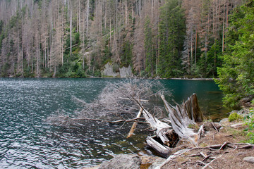 Černé jezero. National Park Šumava. Czech Republic.