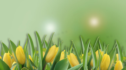 yellow spring tulips in front of green blurry background