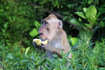 a monkey was eating guava on the afternoon
